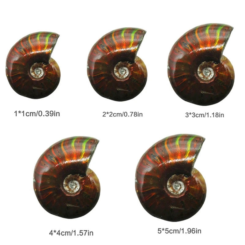 Retro Iridescent Ammonite Minerals Home Decoration Creative Gift