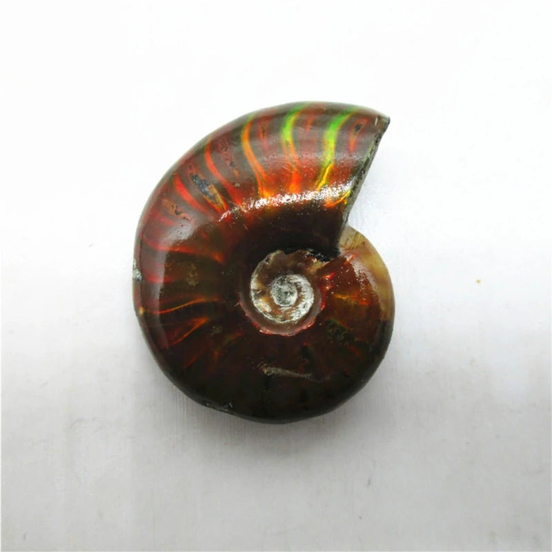 Retro Iridescent Ammonite Minerals Home Decoration Creative Gift