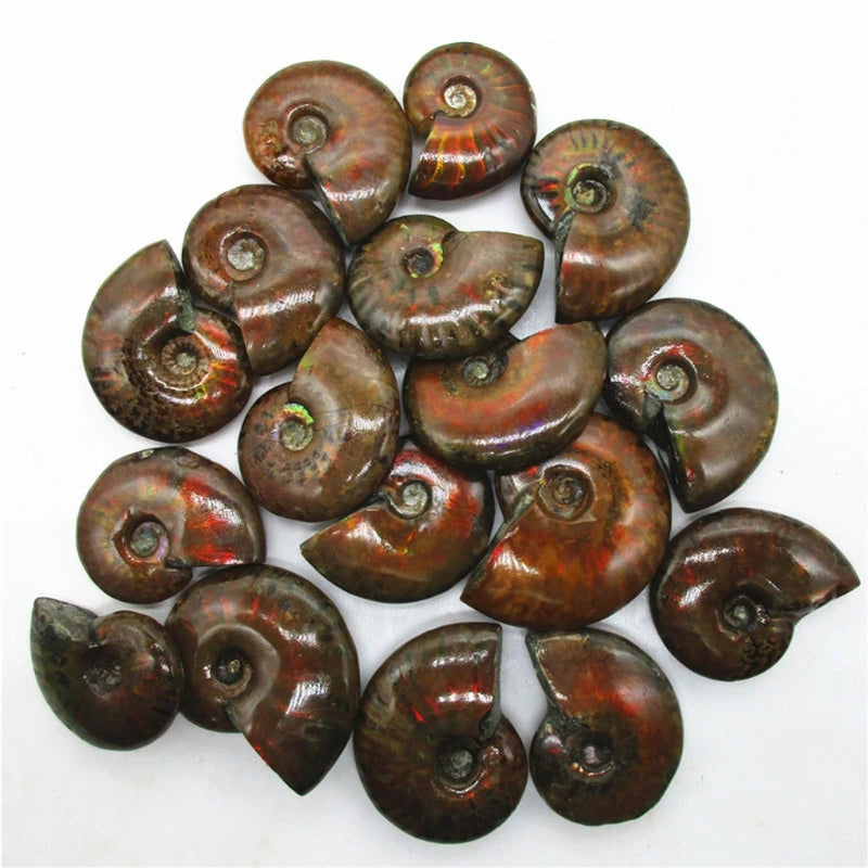 Retro Iridescent Ammonite Minerals Home Decoration Creative Gift