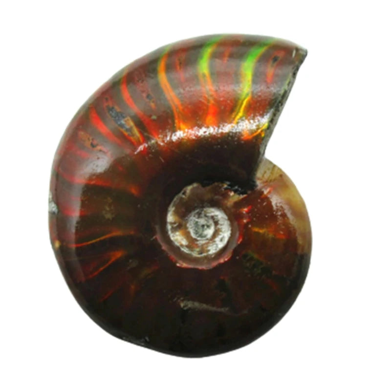 Retro Iridescent Ammonite Minerals Home Decoration Creative Gift